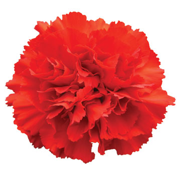 Red Carnation Flower