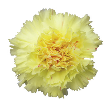 Soft yellow carnation flower, perfect for cheerful floral arrangements and bright event décor.