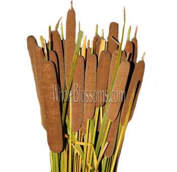 Cattails Dark Cream Golden Flowers
