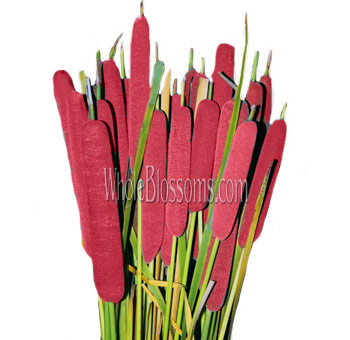 Red Cattails