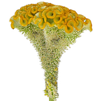 Unique yellow Celosia Cockscomb flower with textured bloom, ideal for vibrant floral arrangements and event décor.