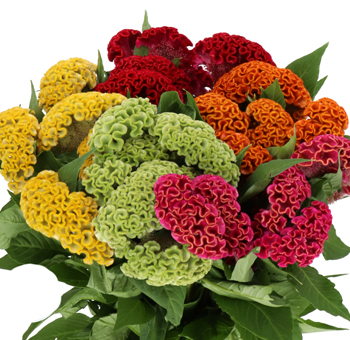 Cockscomb Celosia assorted blooms for weddings, events, and special gifts with bold texture, vibrant colors, and sculptural beauty