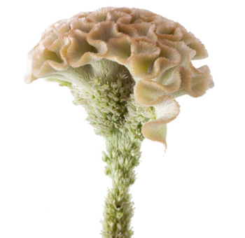 Cream cockscomb celosia flower with soft velvety texture, perfect for weddings, events, and elegant special occasion arrangements.