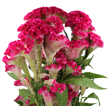 Hot pink cockscomb celosia flower with bold velvety texture, ideal for weddings, events, and vibrant special occasion arrangements.