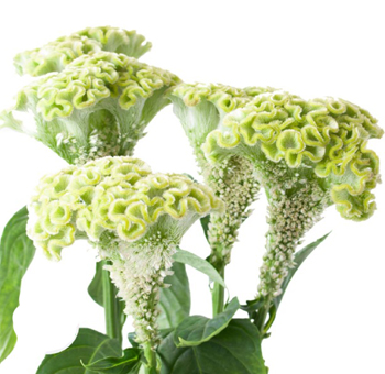 Unique green Cockscomb Celosia flowers with intricate textured blooms, perfect for adding a striking and modern touch to floral arrangements.