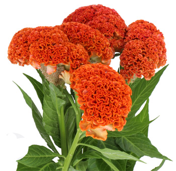 Cluster of orange Celosia flowers with intricate, textured blooms, perfect for adding a unique touch to floral displays and bouquets.