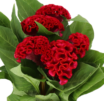 Cockscomb Celosia Red Christa Act Dara flower for weddings, events, and bold statement floral designs.