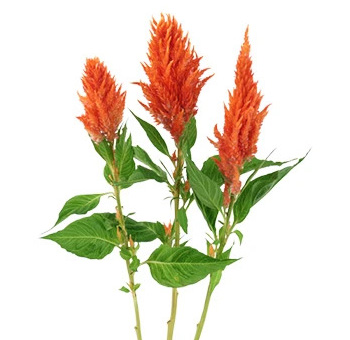 Feather Celosia Orange