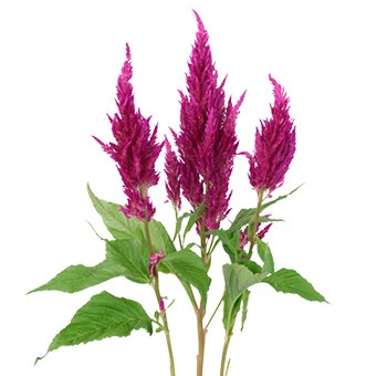 Purple Magenta Feather Celosia