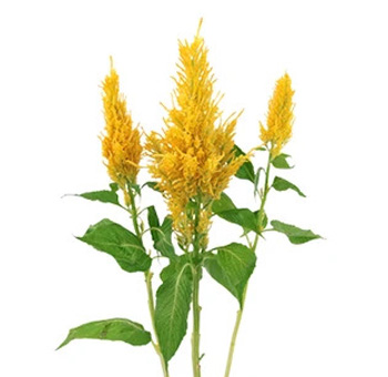 Feather Celosia Yellow