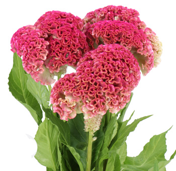 Vibrant pink celosia flowers with unique feathery texture, ideal for adding bold color and flair to weddings, bouquets, or event decor.