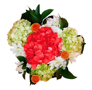 Christmas Flowers