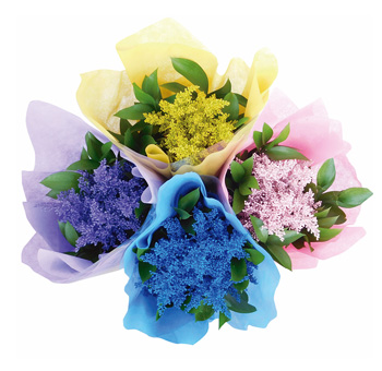 Spring Flowers