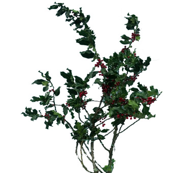 Holly