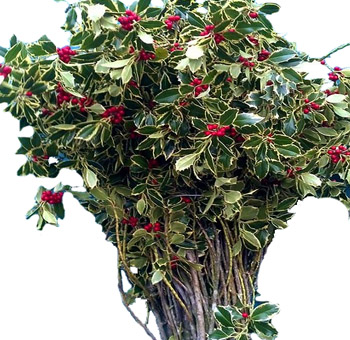 Holly