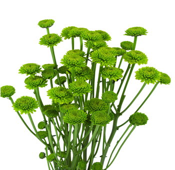 Wholesale Yoko Ono green button poms fresh cut in bulk for wedding floral arrangements by WholeBlossoms