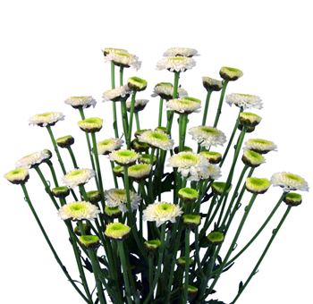 White Button Pom Flower, perfect for weddings, events and floral arrangements.