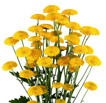Yellow button pom flower, ideal for weddings and events, available for purchase online.