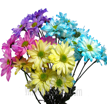 Mixed Assorted Daisy Pom Tinted Flowers for sale online, perfect for wedding decor.