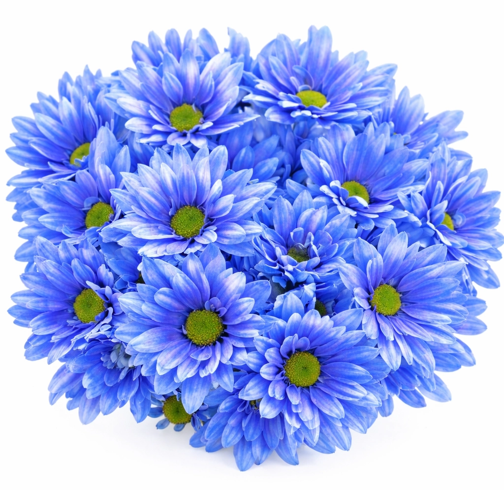 Blue daisy chrysanthemum pom poms tinted in vibrant blue for bulk wedding and event floral designs