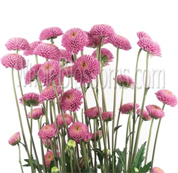 Cluster of Purple Button Pom Flowers on tall green stems, ideal for creating elegant floral arrangements and enhancing table centerpieces for events.