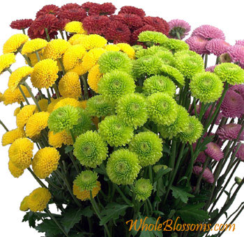 Assorted color button pom flowers for weddings and events.
