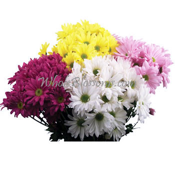 Assorted mixed color daisy pom flowers for wedding decor, available for bulk wholesale and online sale.
