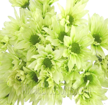 Green tinted daisy pom flowers in bulk for St. Patrick’s Day, weddings, events, and themed floral arrangements.