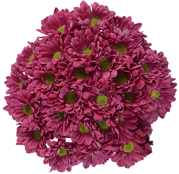 Hot Pink Daisy Pom Flower available in Bulk Wholesale for Weddings and Events.