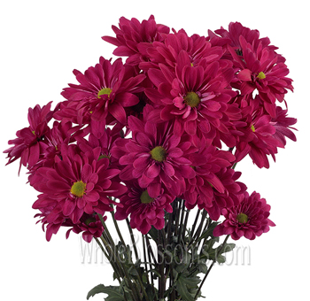 Hot pink tinted daisy pom flowers in bulk for weddings, parties, centerpieces, and bold floral designs.