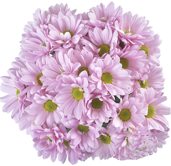 Wholesale pink lavender daisy pom flowers in bulk for weddings, spring events, bouquets, and elegant floral arrangements.