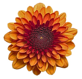 Lexy button chrysanthemum pom poms bulk wholesale flowers for fall weddings