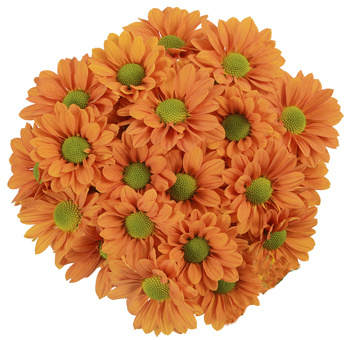 Orange daisy pom flower, enhance your event with this vibrant flower.