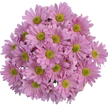 Pink Daisy Pom Flower for Online Flower Sale, Wedding Decor and Bulk Wholesale.