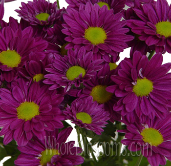 Purple tinted daisy pom flowers in bulk for weddings, spring events, bouquets, and elegant floral arrangements.