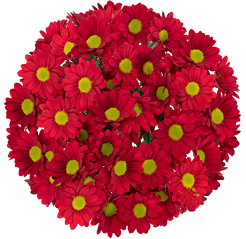 Red Daisy Pom Flower for Wedding Decor, Bulk Wholesale Online Sale.