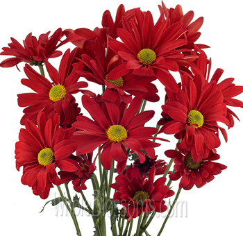 Red daisy pom tinted flower, enhance your wedding with these beautiful wedding flowers on sale.