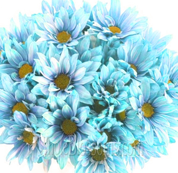 Turquoise Daisy Pom Tinted Flower, enhance your wedding decor with online flower purchase.