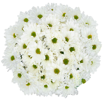 Fresh white daisy pom flowers for wedding decorations and DIY bridal bouquets