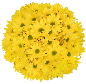 Yellow Daisy Pom Flower for Wedding Decor, Stunning Yellow Daisy for Any Event.