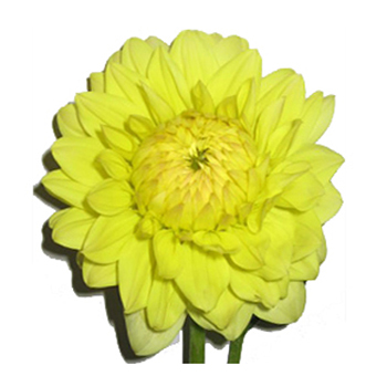 Yellow Dahlia Flower