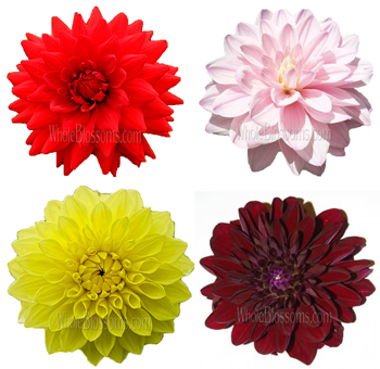 Dahlia Colors