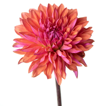 Red Dahlia
