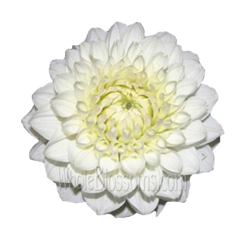 White Dahlia