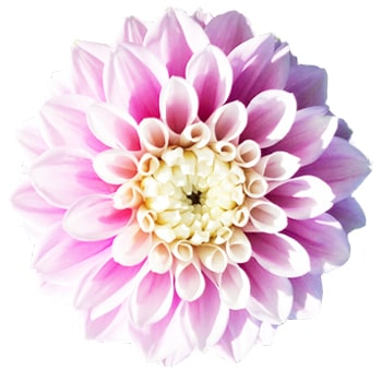 Dahlia