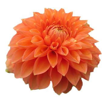 Orange Flowers