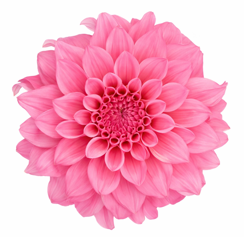 Wholesale Quartz pink dahlia with vibrant layered petals ideal for wedding bouquets and event floral arrangements