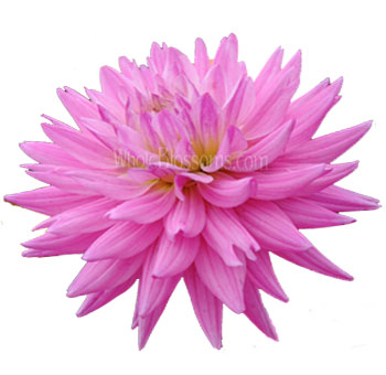 Purple Dahlia