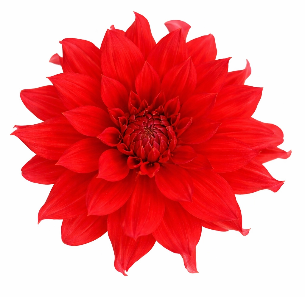 Deep red dahlia flower in bulk for wedding bouquets and centerpieces
