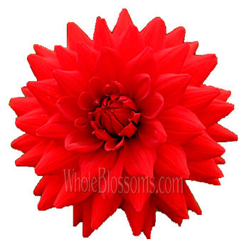 Red Flowers